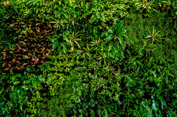 Herb wall, plant wall, natural green wallpaper and background. nature wall. Nature background of green forest