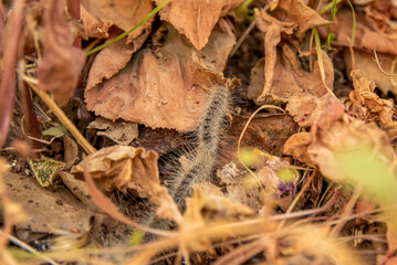 Pine processionary, Thaumetopoea pityocampa caterpillars in a line looking for a place to transform into pupas in the soil in the Springtime in Israel.
