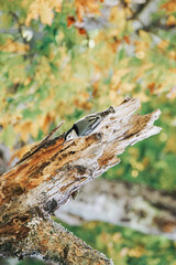 White-Breasted Nuthatch Bird Sits on Dead Maple Tree Branch