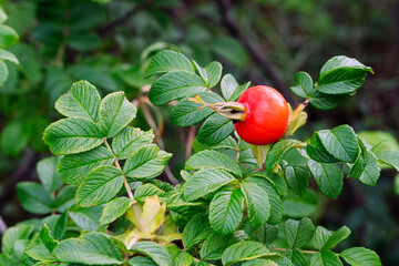 Rosehip Berry