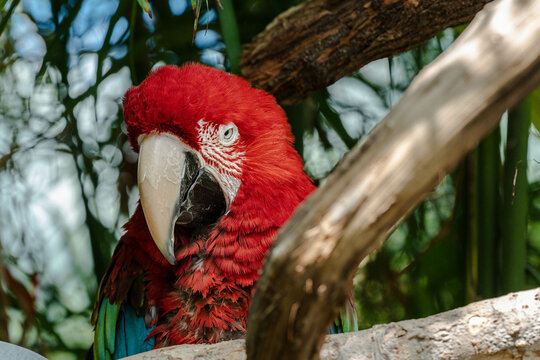 Macaco rojo parado sobre una rama mirando fijamente. Guacamayo rojo.