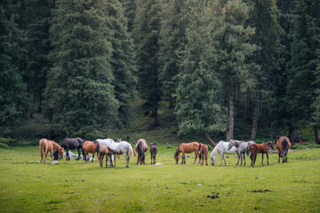 Obraz na płótnie Canvas Herd of horses eating grass in Jeti Oguz valley, tourist place in kyrgyzstan