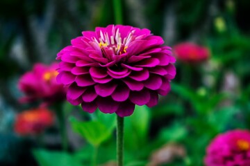pink dahlia flower in garden