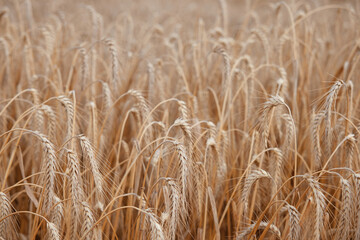 Ripe wheat, agricultural background. Golden wheat field in sunny day. Ears of wheat ripen in the...
