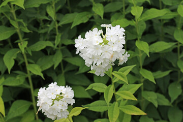 White phlox flower spikes