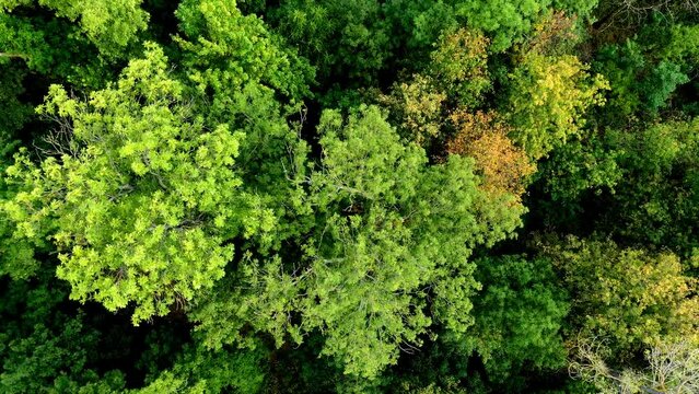 Drohnenflug Video hoch mit zoom aus den Baumkronen eines gr&uuml;nen Waldes im Sonnenschein