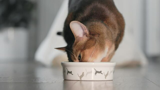 Cat eating from pet bowl with big appetites close up. Beautiful Abyssinian cat having dinner with dry granules . Lovely little best friends. Cute domestic animal at home. Low angle shot. Slow motion