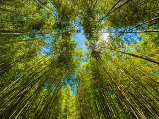 晴れた青空の下の竹林の風景　京都の嵐山