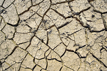 Dog tracks on dry, cracked ground
