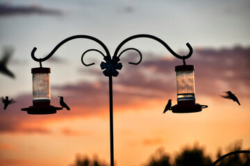 Silhouette of hummingbirds feeding at hummingbird feeders at sunset