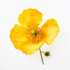 flower, yellow, nature, spring, plant, blossom, summer, flowers, bloom, beauty, garden, floral, daffodil, rose, macro, petal, flora, orange, beautiful, white, color, isolated, bright, closeup, field