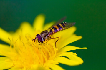 Hoverfly