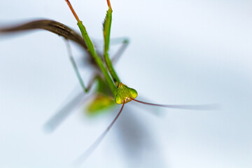 Praying Mantis smiling
