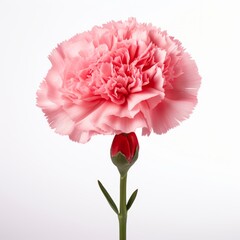 Photo of Carnation Flower isolated on a white background