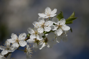 Row of white cherry blossoms on a tree limb on a spring day in rural Germany.