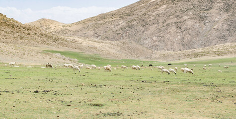 Majestic horses grazing in beautiful wild nature, wide open spaces with green pastures in the middle of summer beautiful Tichka park in the south west High Atlas mountains, Morocco