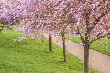 Cherry blossoms at Alexandra Park in London, England, during spring 