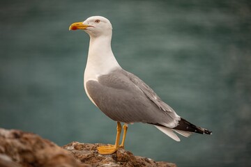 Mouette en Sicile