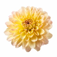 Photo of Chrysanthemum Flower isolated on a white background
