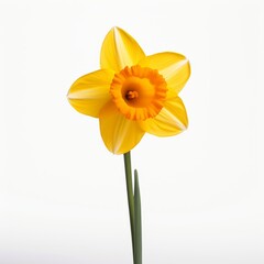 Photo of Daffodil Flower isolated on a white background