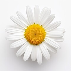Photo of Daisy Flower isolated on a white background