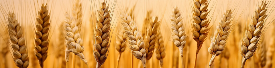 golden ears of wheat in the field panorama.