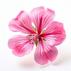 Photo of Geranium Flower isolated on a white background