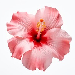 Photo of Hibiscus Flower isolated on a white background