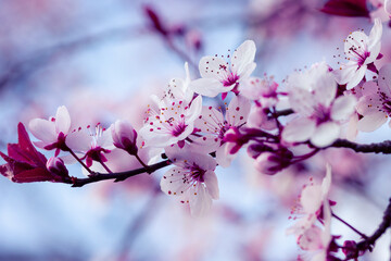 Cherry Blossom