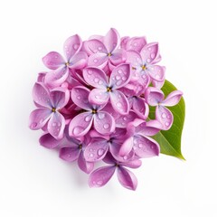 Fototapeta na wymiar Photo of Lilac Flower isolated on a white background