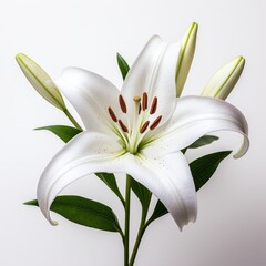 Photo of Lily Flower isolated on a white background