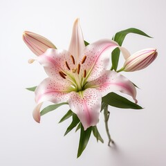 Photo of Lily Flower isolated on a white background