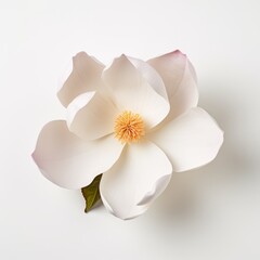 Obraz na płótnie Canvas Photo of Magnolia Flower isolated on a white background