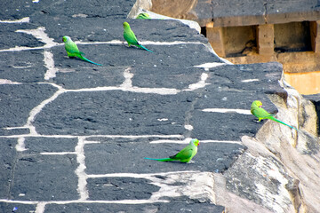 Parrots sitting on the side wall of Golghumbaj-the mausoleum of king Mohammed Adil Shah, Sultan of Bijapur. © lalam