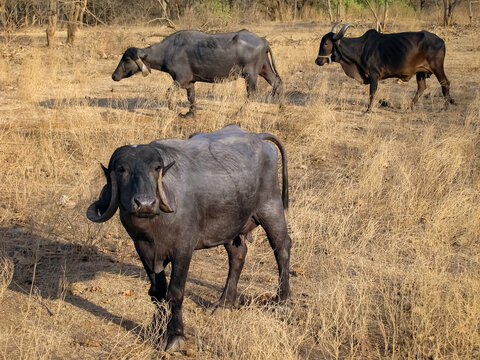 Close up image of black buffalo and cow in dried field of Gir looking straight towards camera.