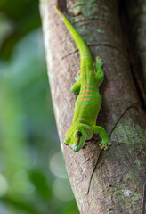 Fototapeta premium Gecko