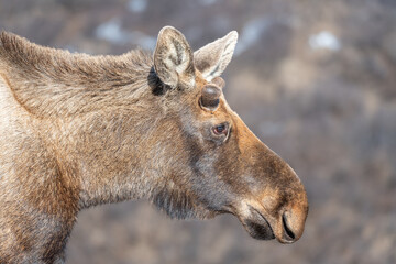 Alaska moose on the Savage River Trail in Denali National Park, Alaska, USA