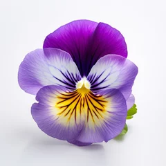 Foto op Canvas Photo of Pansy Flower isolated on a white background © Riccardo
