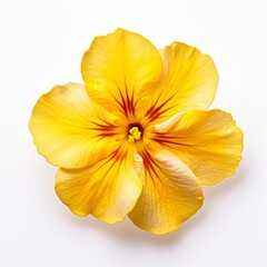 Fototapeta na wymiar Photo of Primrose Flower isolated on a white background