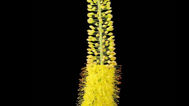 Eremurus Blossoms. Blooming Yellow Eremurus Flower on Black Background. Time Lapse. 4K.
