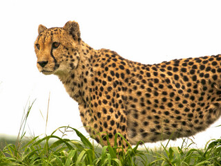 Cheetah, Okonjima, Namibia, Africa.