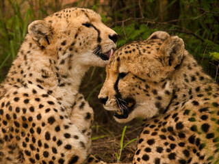 Cheetah grooming, Namibia, Africa.