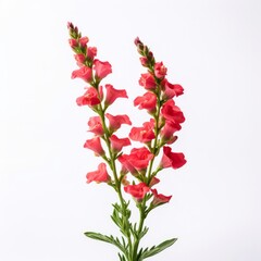 Photo of Snapdragon Flower isolated on a white background