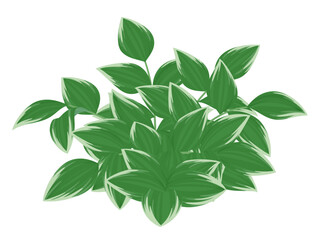 ナルコユリのイラスト