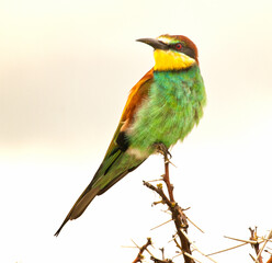 European Bee Eater, Namibia, Africa.
