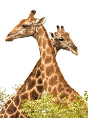 Two giraffes, Etosha National Park, Namibia, Africa.
