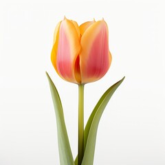 Photo of Tulip Flower isolated on a white background