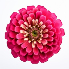 Photo of Zinnia Flower isolated on a white background