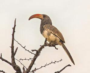 Hornbill, Okonjima, Namibia, Africa.