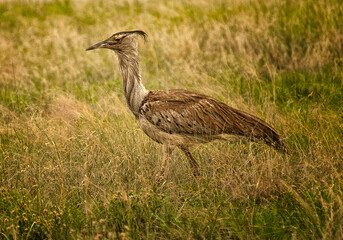 Kory Bustard, large bird that can barely fly, Namibia, Africa. 
